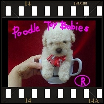 *** POODLE MICRO E POODLE TOY VERDADEIROS BIBELOS LOVPUPPIES KENNEL ***