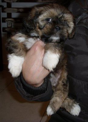 Filhotes de Lhasa Apso (Macho e Fêmea)