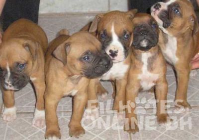 Boxer - Canil Filhotes On Line BH