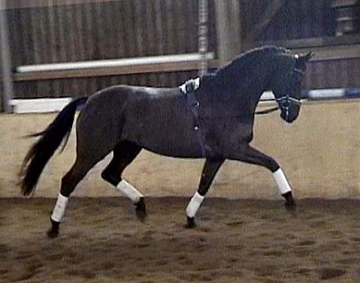 Patentes incrivelmente Hanoverian, particularmente no cavalo preto fino