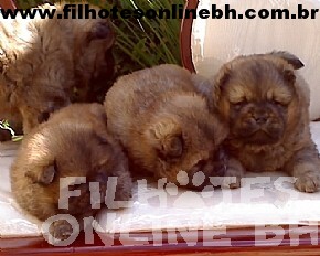 Chow Chow - Canil Filhotes On Line BH