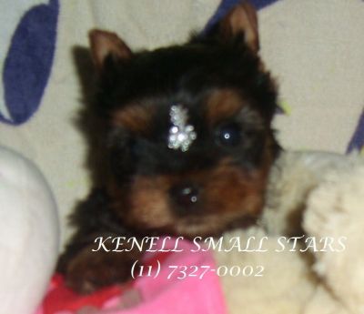 YORKSHIRE MICRO A PRONTA ENTREGA 