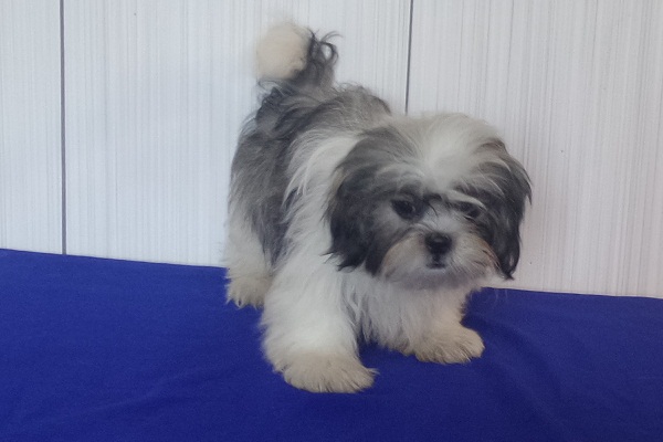 Filhotes Machos de Lhasa Apso - Promoção de Fim de Ano