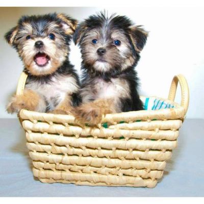 Yorkie cachorros para adoção