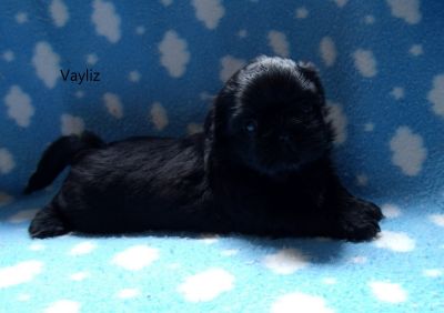 Filhotes de Shih Tzu