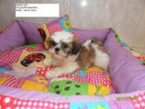SHIH TZU E YORKSHIRE TERRIER, FILHOTES MACHOS COM PEDIGREE, BOM $