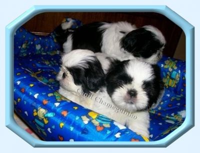Vendo Shih-Tzu