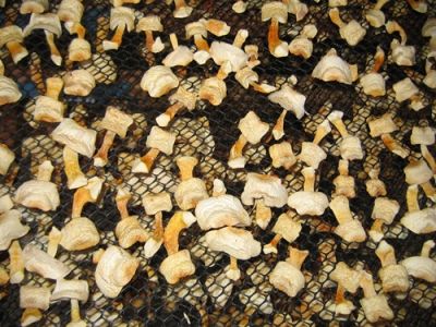 GRANDE PRODUÇÃO DE COGUMELO AGARICUS BLAZEI