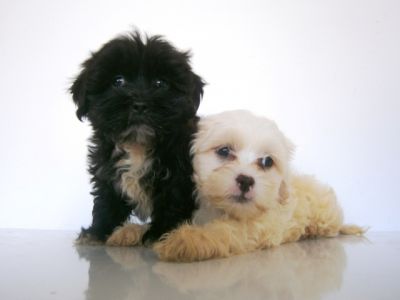 FIlhotes Lhasa Apso (Imperdível)