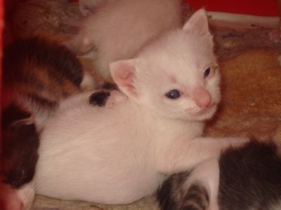 DOA-SE GATINHOS URGENTE