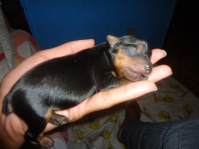 Filhotes de Yorkshire