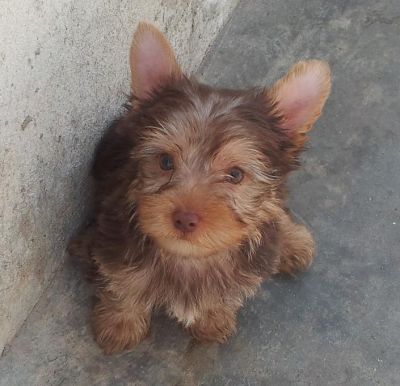 Yorkshire Chocolate - Promoção dia das Crianças