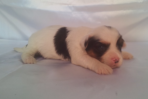 Filhotes de Biewer Terrier