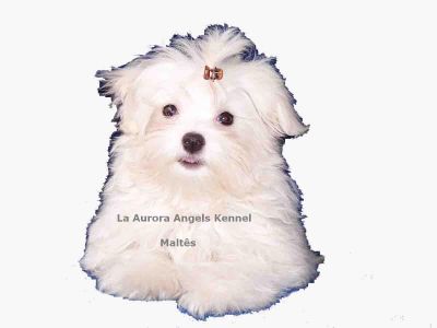 Bichon Frise, Coton de Tulear, maltês e West Terrier - filhotes com pedigree