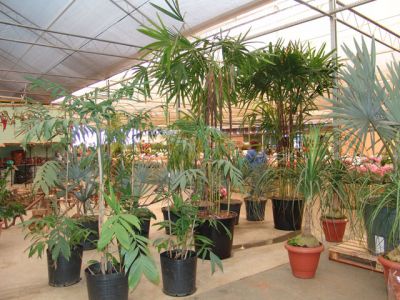 ouro verde mudas nativas e frutiferas