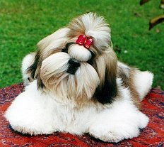 Filhote Shih Tzu a Venda - Canil Porto Belo