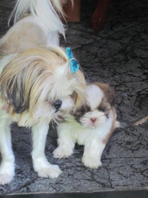 Filhotes de Shih Tzu com pedigree - Shabab Kennel