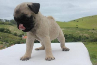 Filhotes de pug para adoção