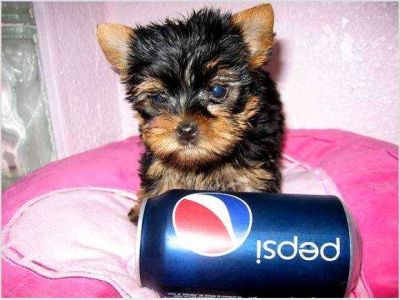 Extremamente bonito Yorkshire terrier cachorros para adoção 