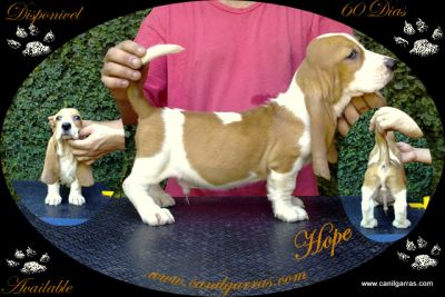 Caes lindos Orelhudos pelo curto e não mordem Basset Hound