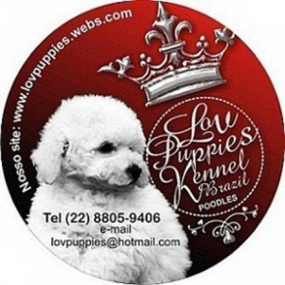 *** POODLE MICRO E POODLE TOY ESPECIALIZADO EM POODLES LOVPUPPIES KENNEL (22) 8805-9406 ***