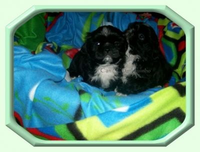 Vendo Shih-Tzu