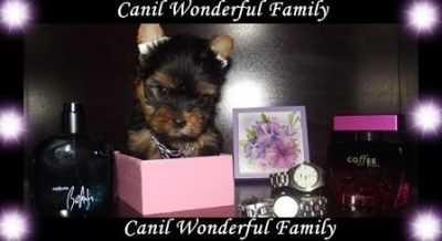 Yorkshire Excelente Padrão