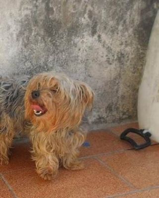 Yorkshire Fêmea Adulta