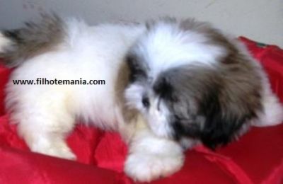 Pet shop, venda, shih tzu, Porto Alegre,
