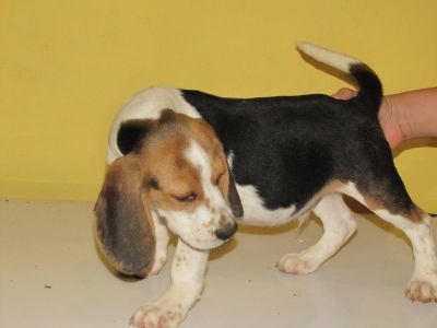 venda de lindos filhotes de bagle