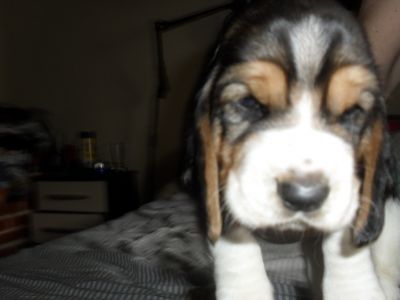 vendo lindos filhotes de basset hound e pug