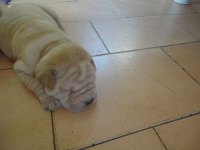 filhotes de shar-pei