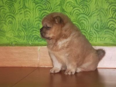 filhotes de chow chow em breve