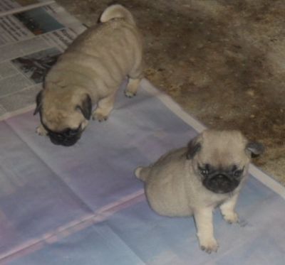 FILHOTES DE PUG À VENDA