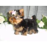 LINDOS FILHOTES DE YORKSHIRE BIBELÔ 3197137484