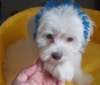 Maltês Filhotes  Apaixonantes  com pedigree em mãos 