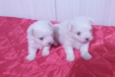 Lindos Filhotes de Maltês