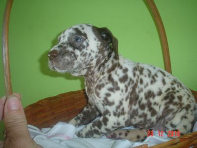 VENDO FILHOTES DE CACHORROS. 4361-8917 OU 7694-5581