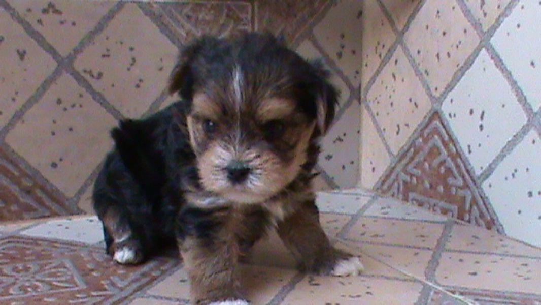Linda feminha de York, tricolor bem pequenina