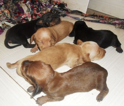 Vendo filhotes de TECKEL SALCHICHA, COFAPINHO