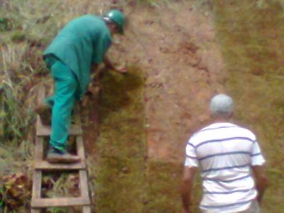 grama para jardim ,11-2303-5217,07303-3441