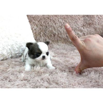 2 saudável chihuahua cachorros