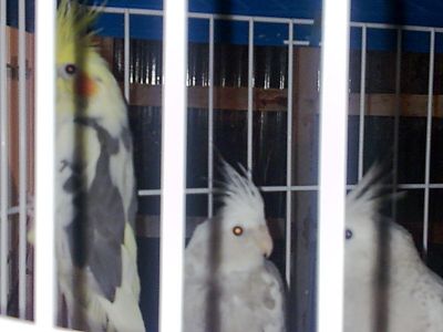 Calopsitas mansas e ariscas