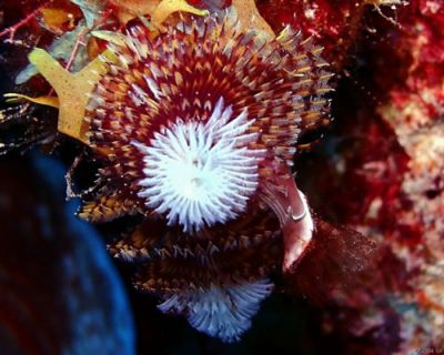 JÁ MERGULHOU COM ECOBUZOS?