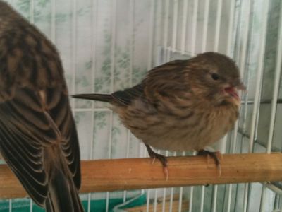 LINDOS CANÁRIOS A VENDA