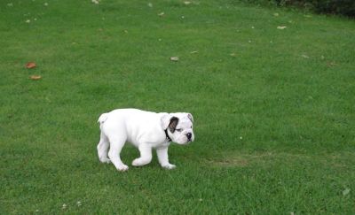 preciosas Bulldog Inglês