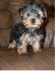 bem trem mael e filhotes fêmeas de yorkshire para