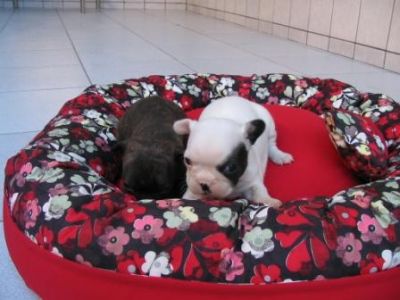 Bulldog Francês - Canil Filhotes On Line BH
