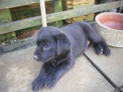 Lindos filhotes de labrador