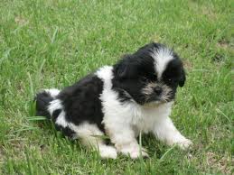 Casa levantou FILHOTES shih tzu para pet casas amoroso.
